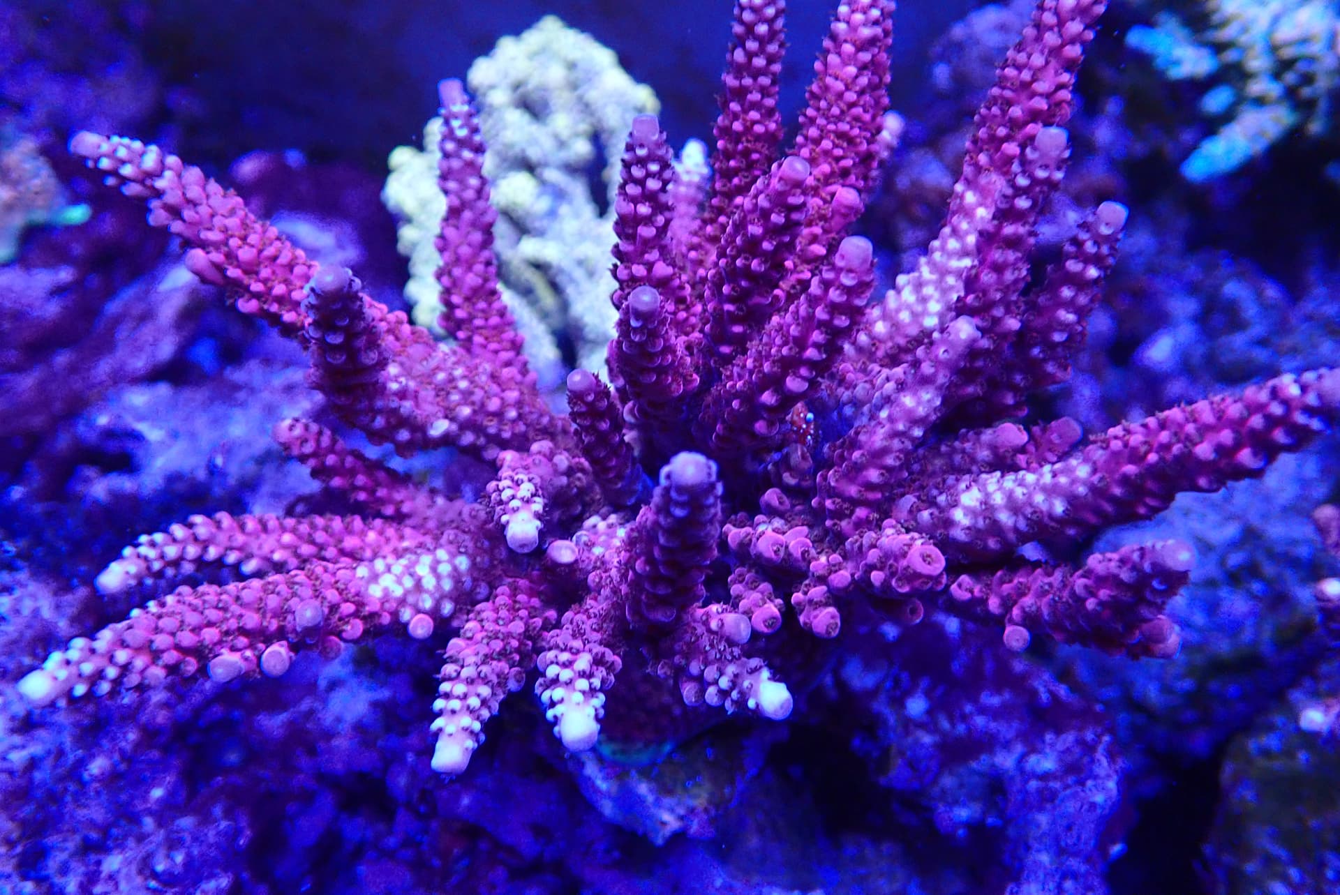 acrofrag2