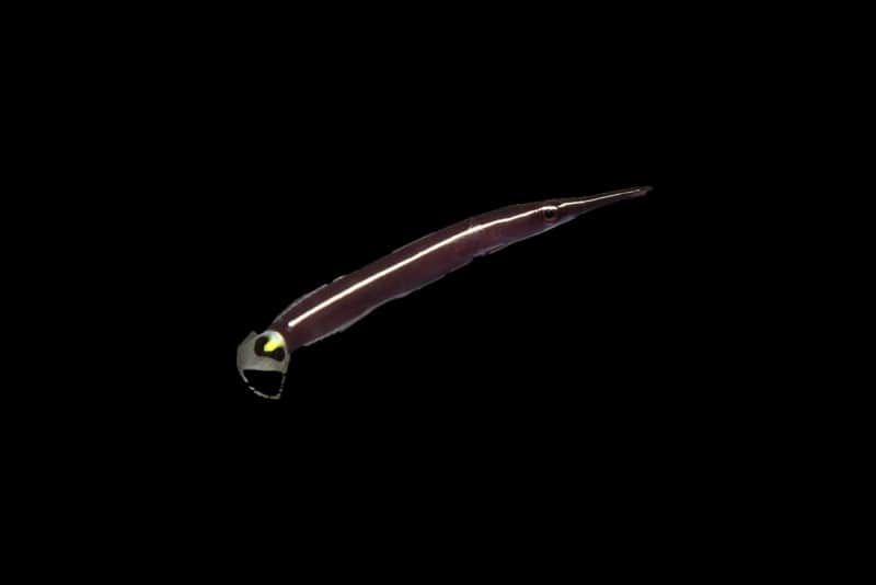 Urchin Clingfish