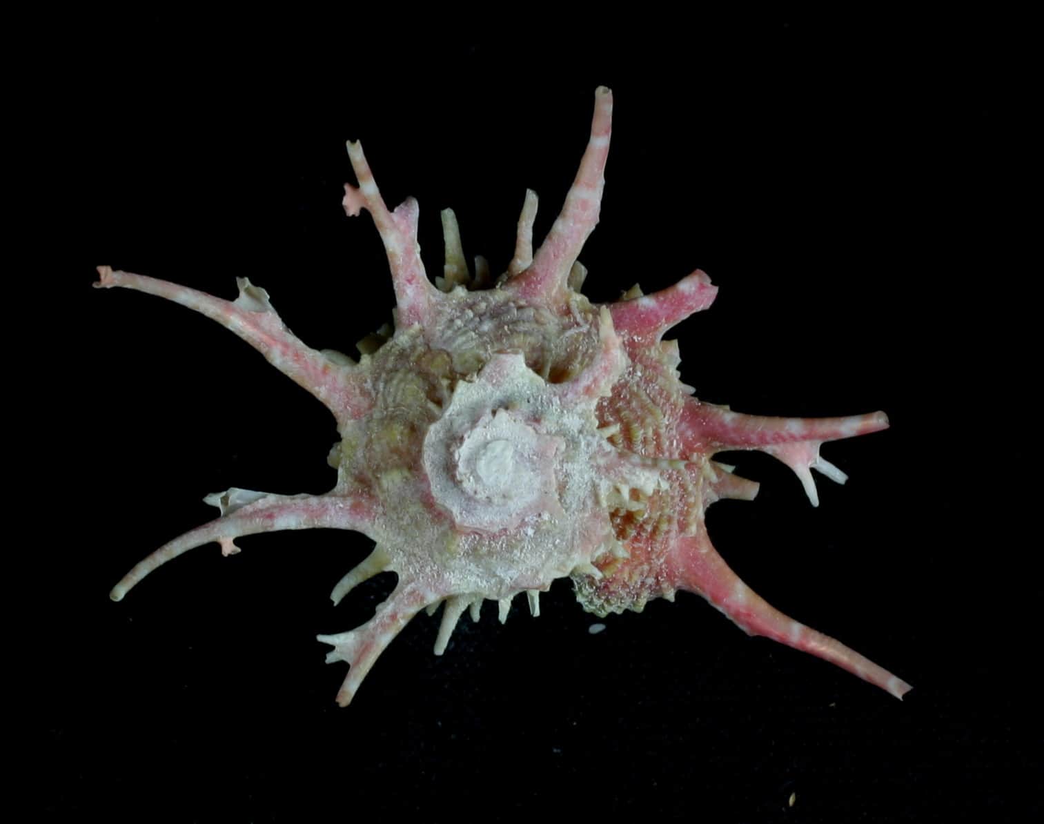 Dragon Thorn Turbo Snail