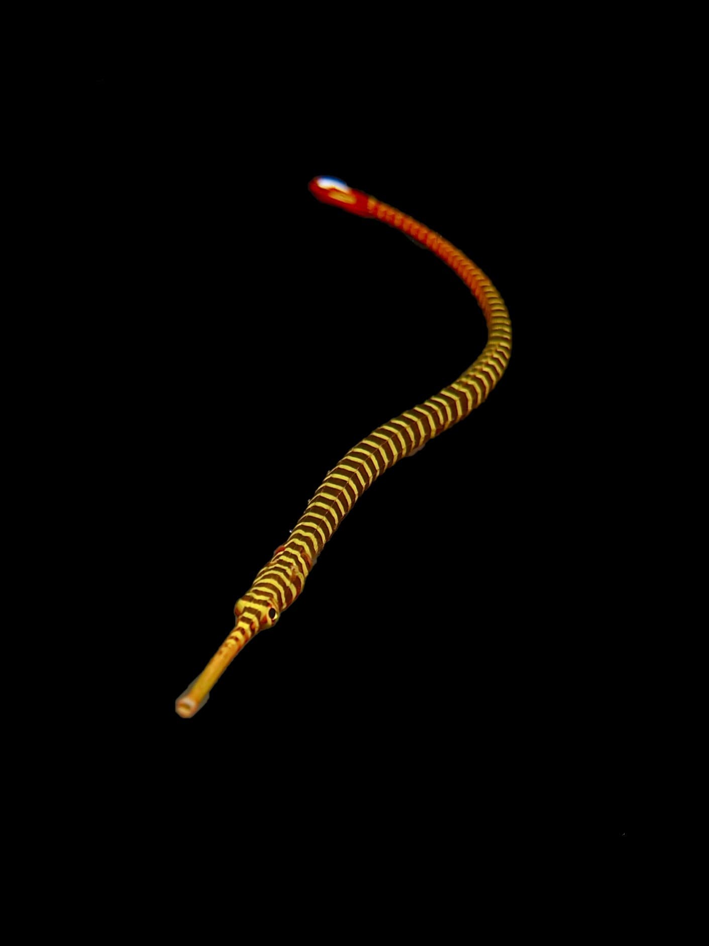 Many Banded Pipefish