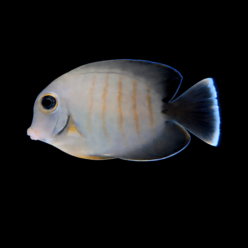 Mimic Eibli Tang