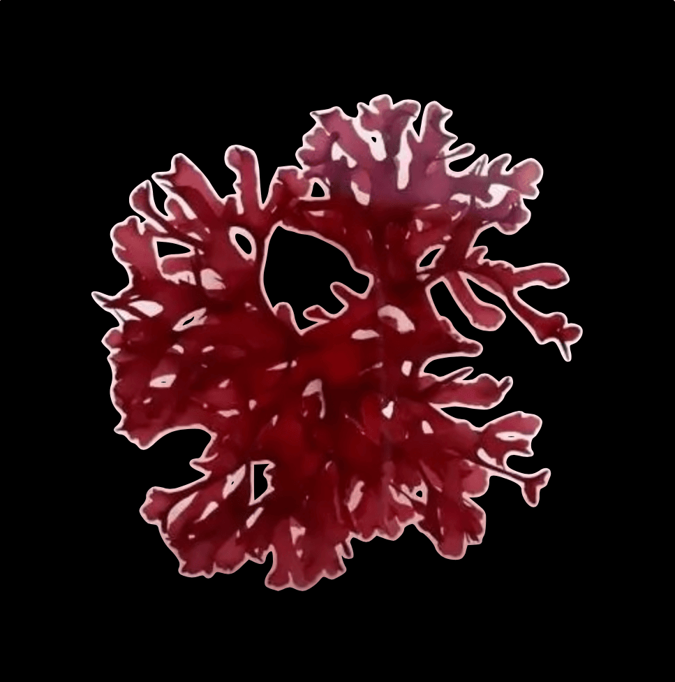 Dragons Tongue Macro Algae