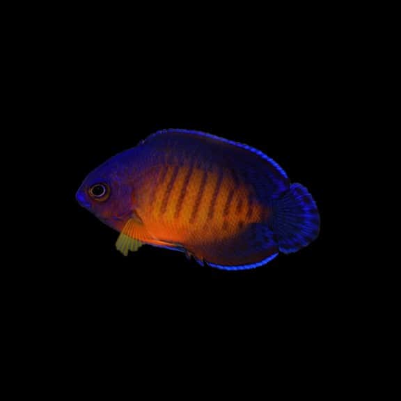 Coral Beauty Angelfish