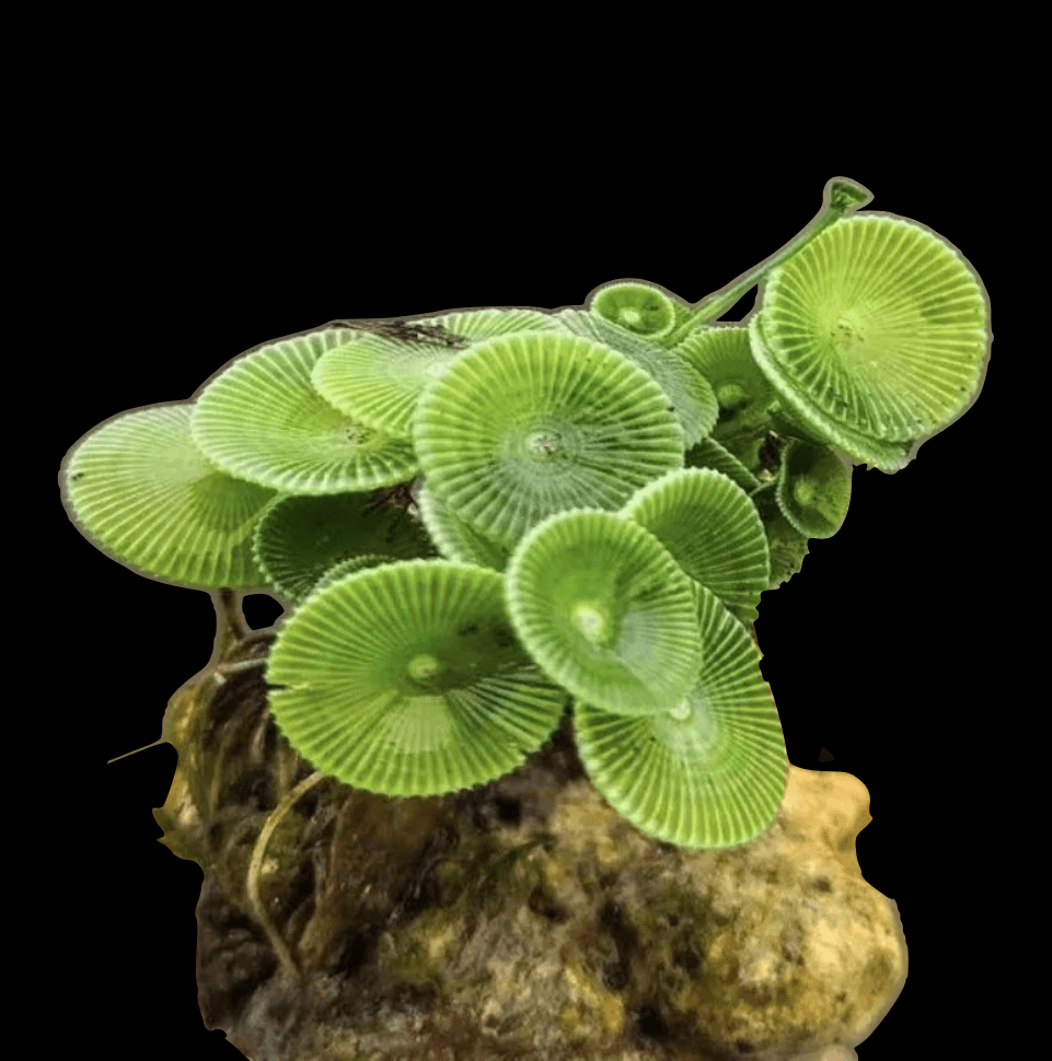 Mermaids Wineglass Macro Algae (Clipping)