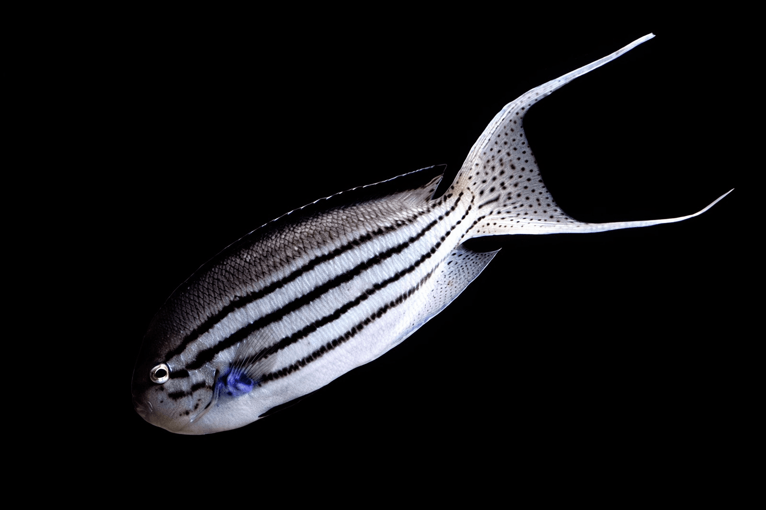 Lamarick's Angelfish