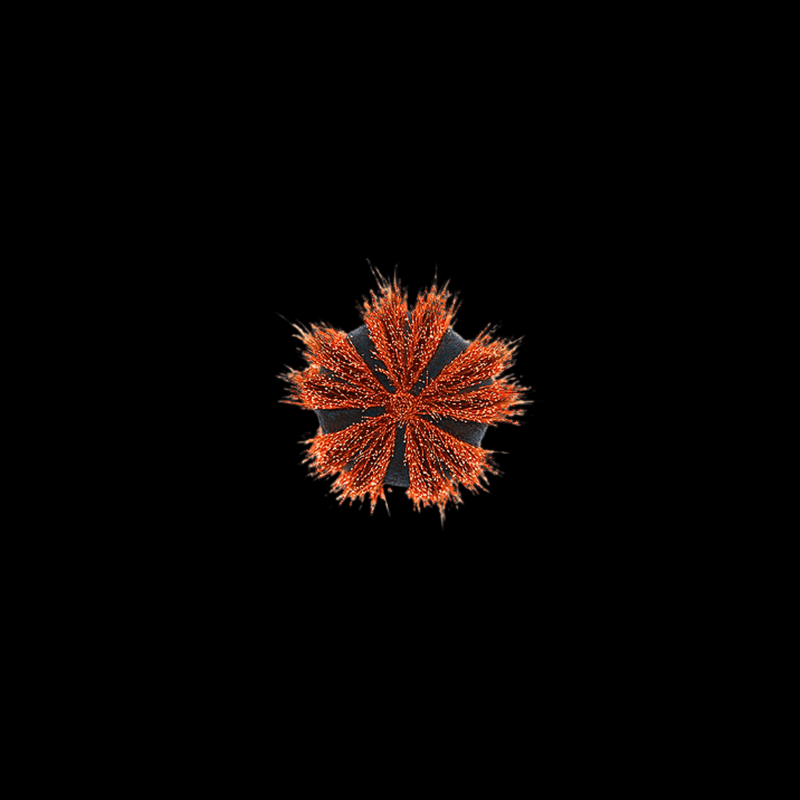 Red Tuxedo Urchin