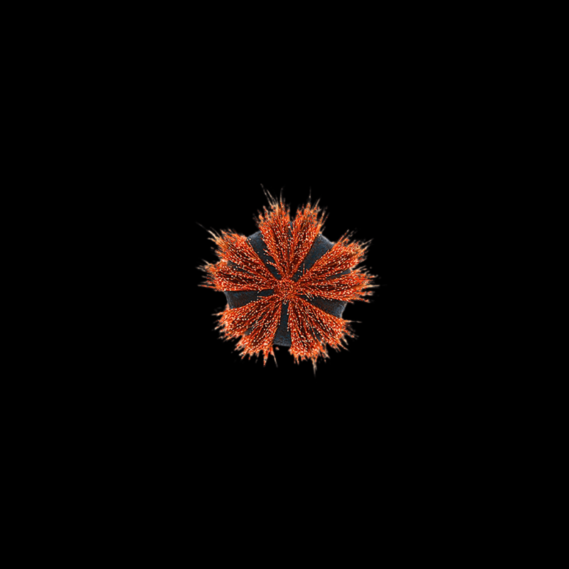 Red Tuxedo Urchin