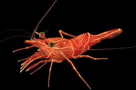 Durban Dancing Shrimp