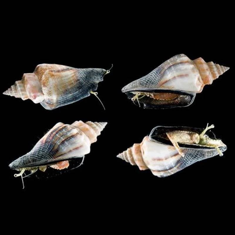 Sand Sifting Conch