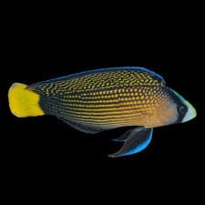 Splendid Dottyback