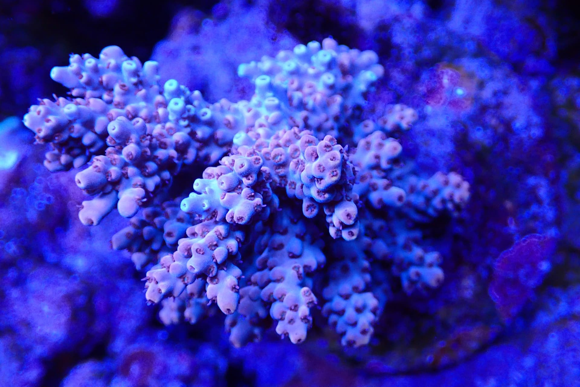 acrofrag20