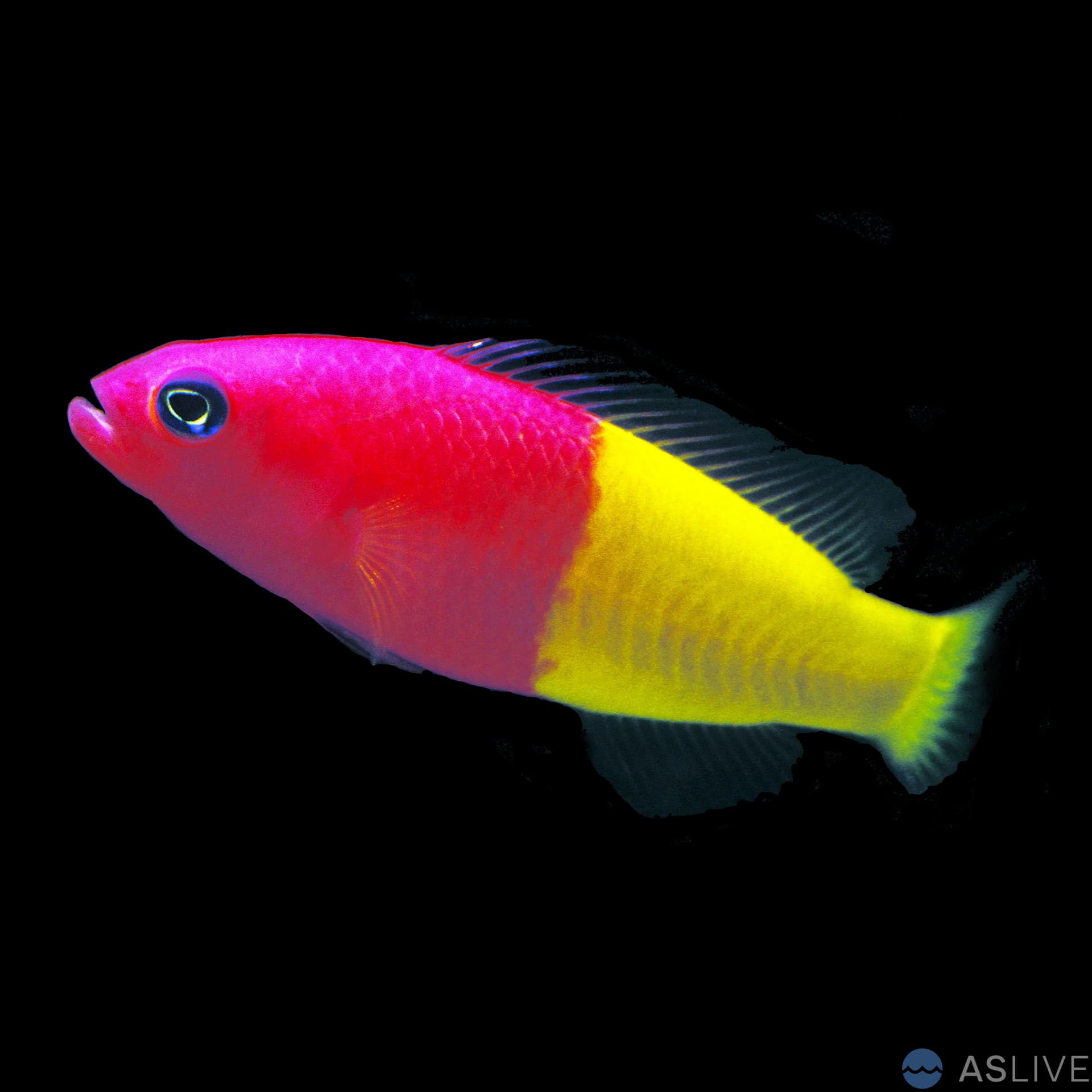 Royal Dottyback