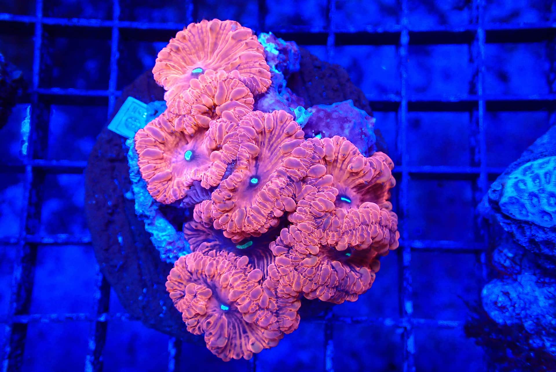 RED BLASTOMUSSA
