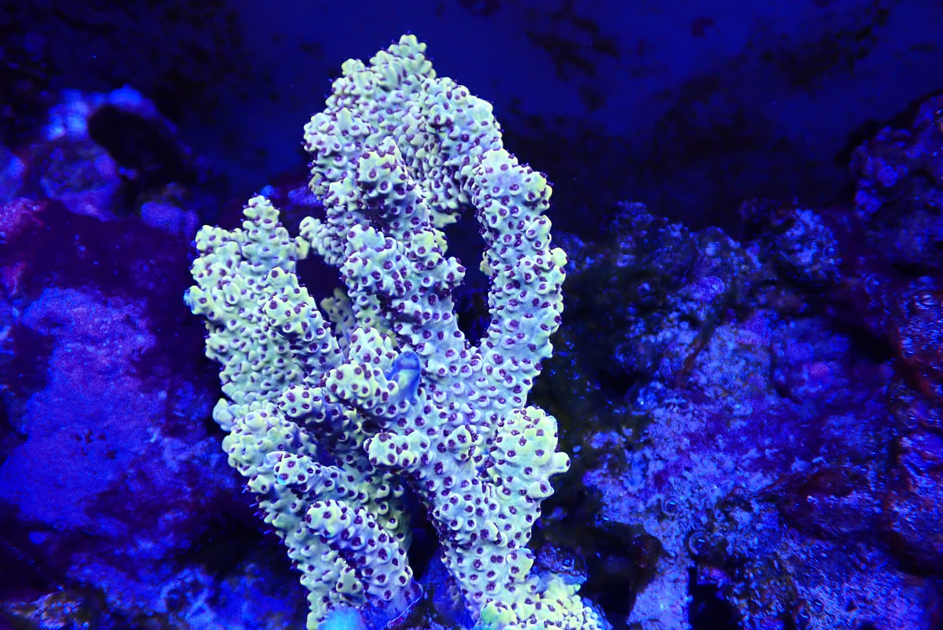 acrofrag5