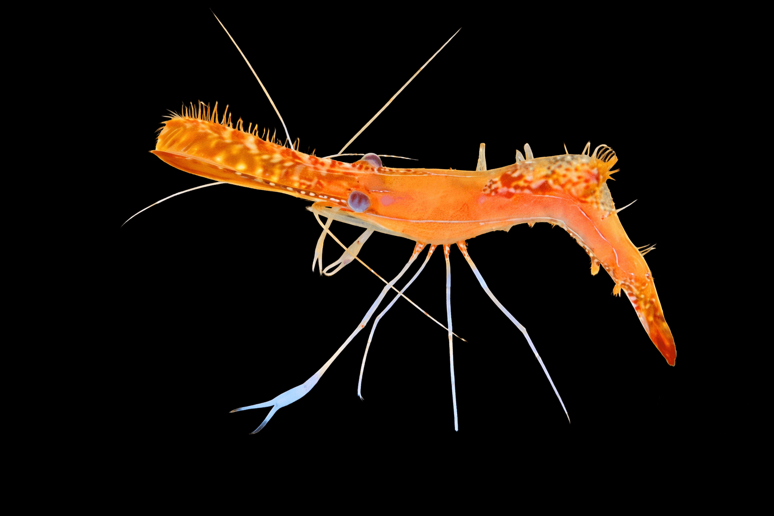 Donald Duck Shrimp
