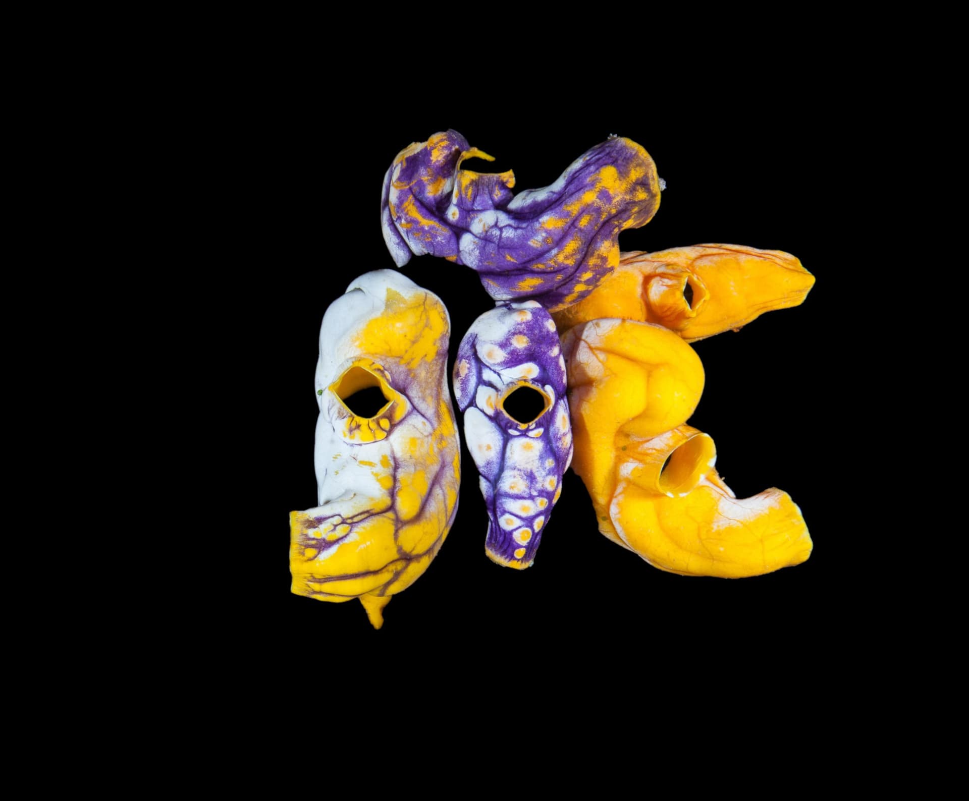 Sea Squirt