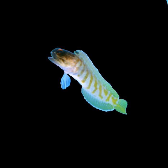 Black Cap Jawfish