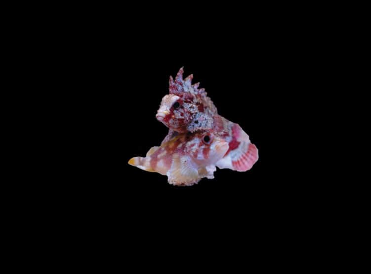 Pygmy Waspfish