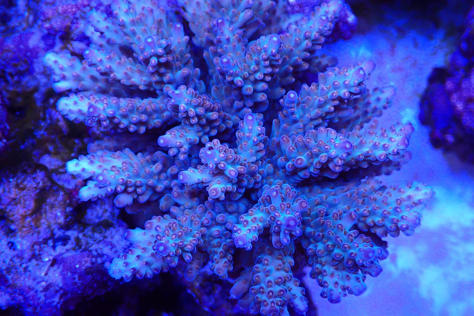 acrofrag22
