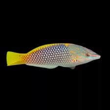 Checkerboard Wrasse