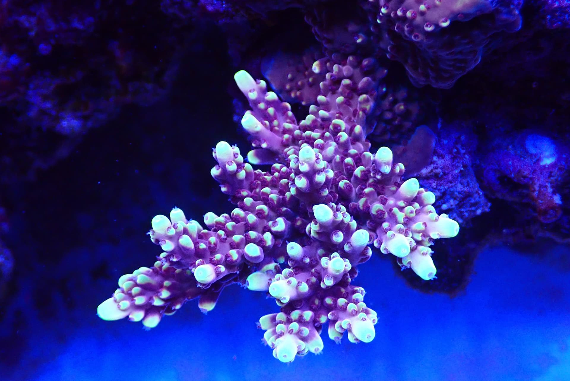 acrofrag18