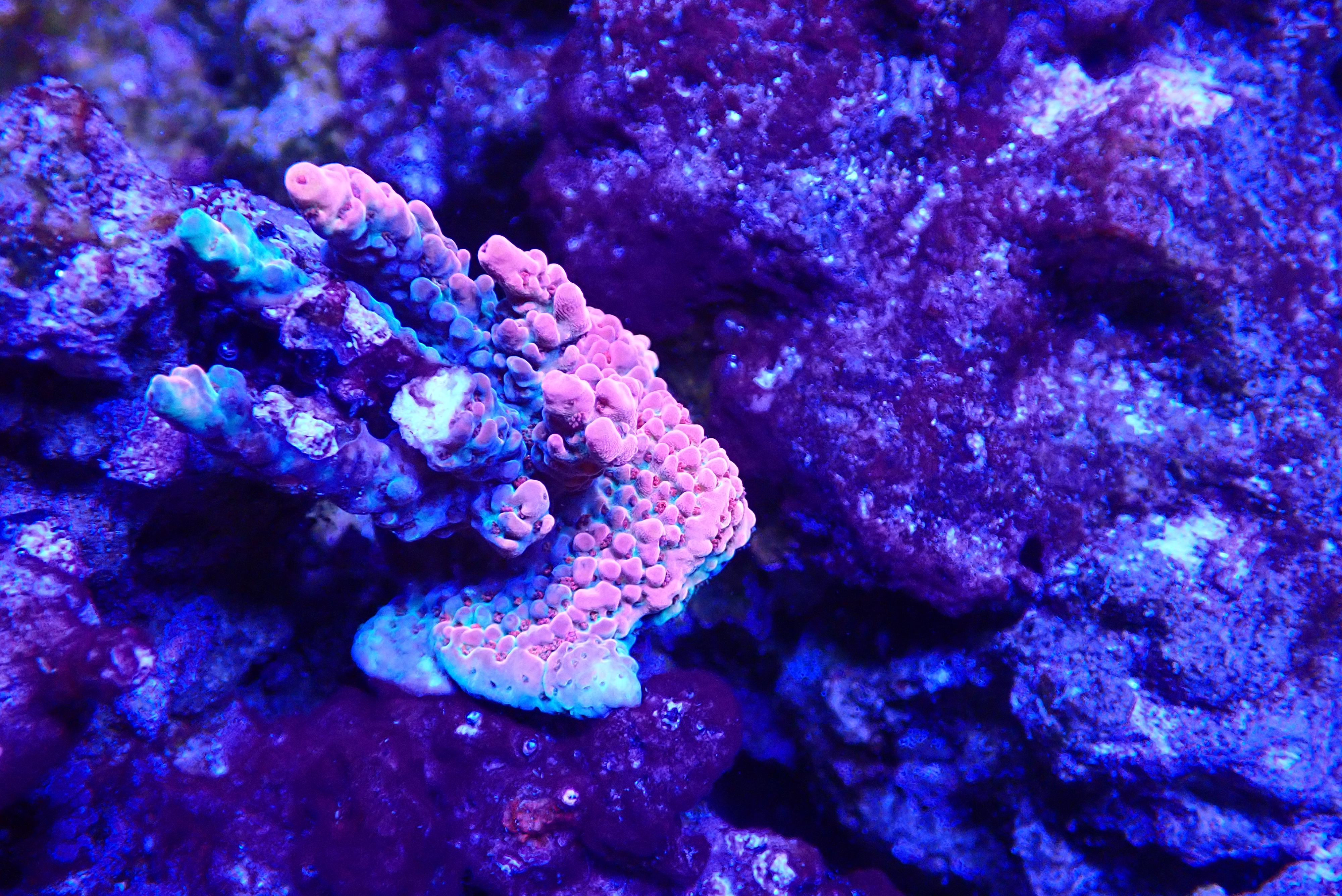 acrofrag39