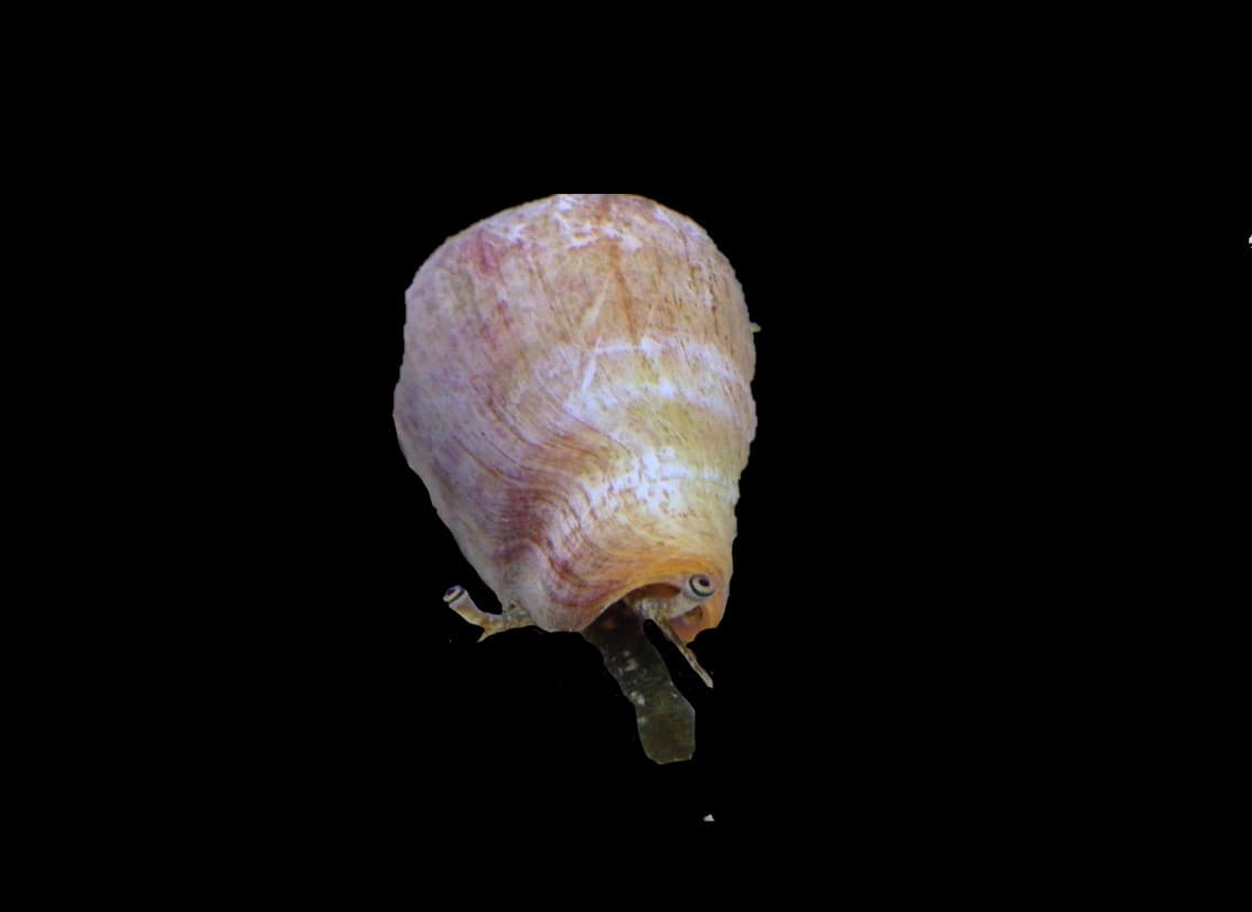 Strawberry Conch