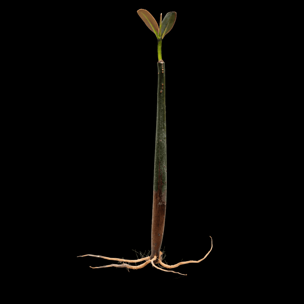 Red Mangrove Pods with leaves