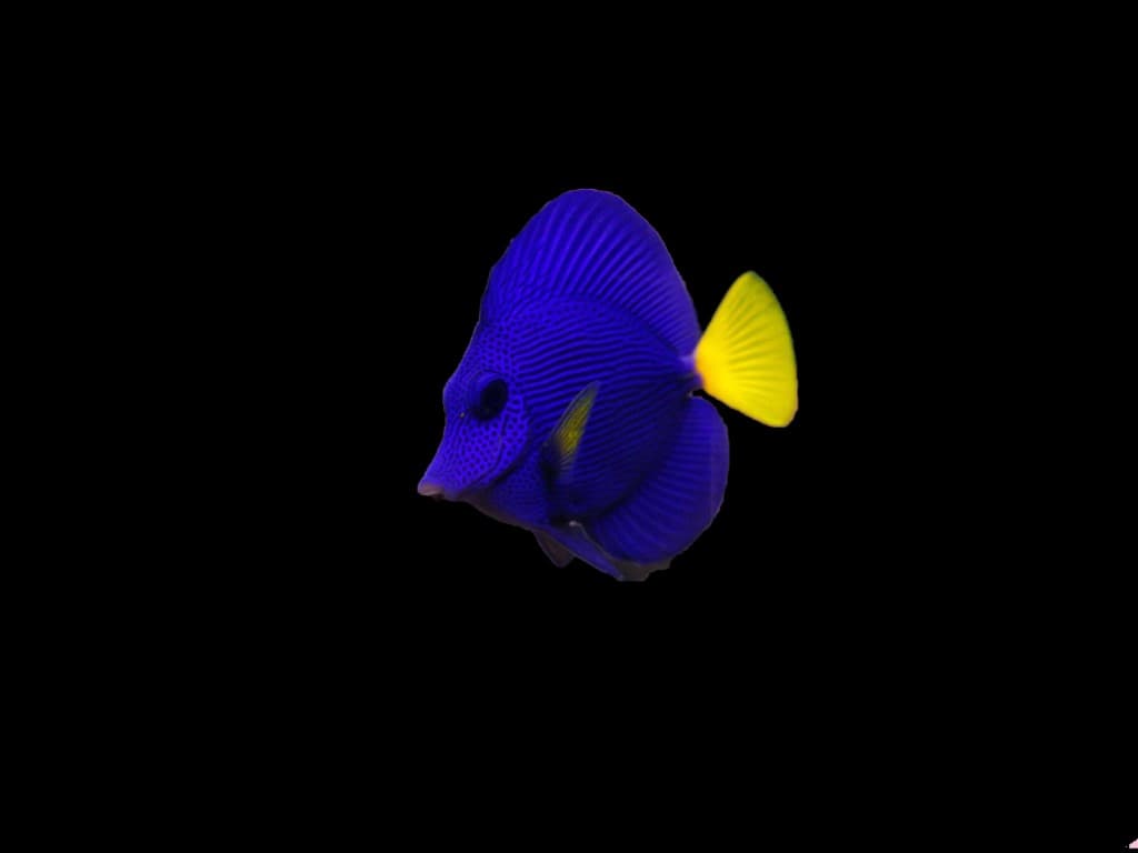 Purple Tang