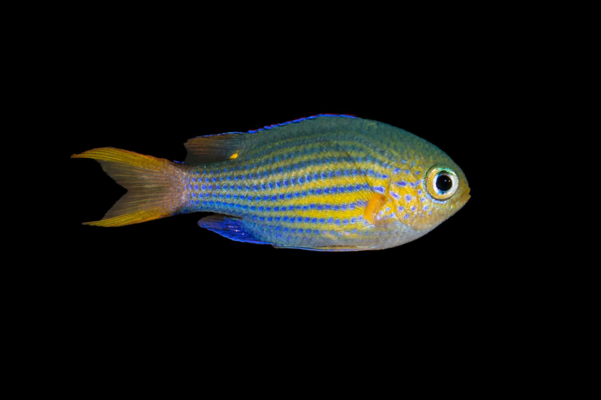Lined Chromis