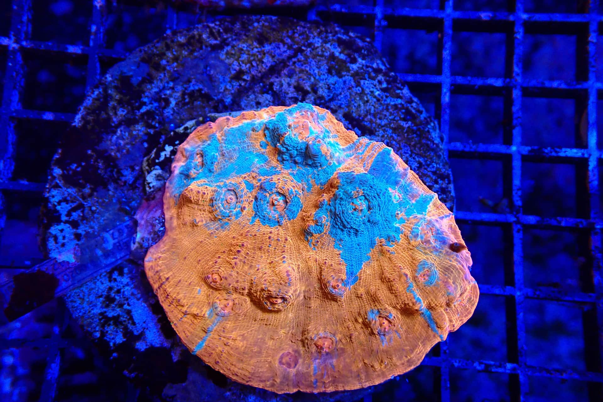MIXED COLOR CHALICE CORAL