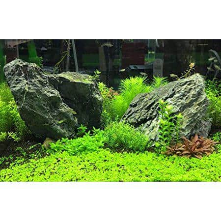 Flourish Phosphorus
