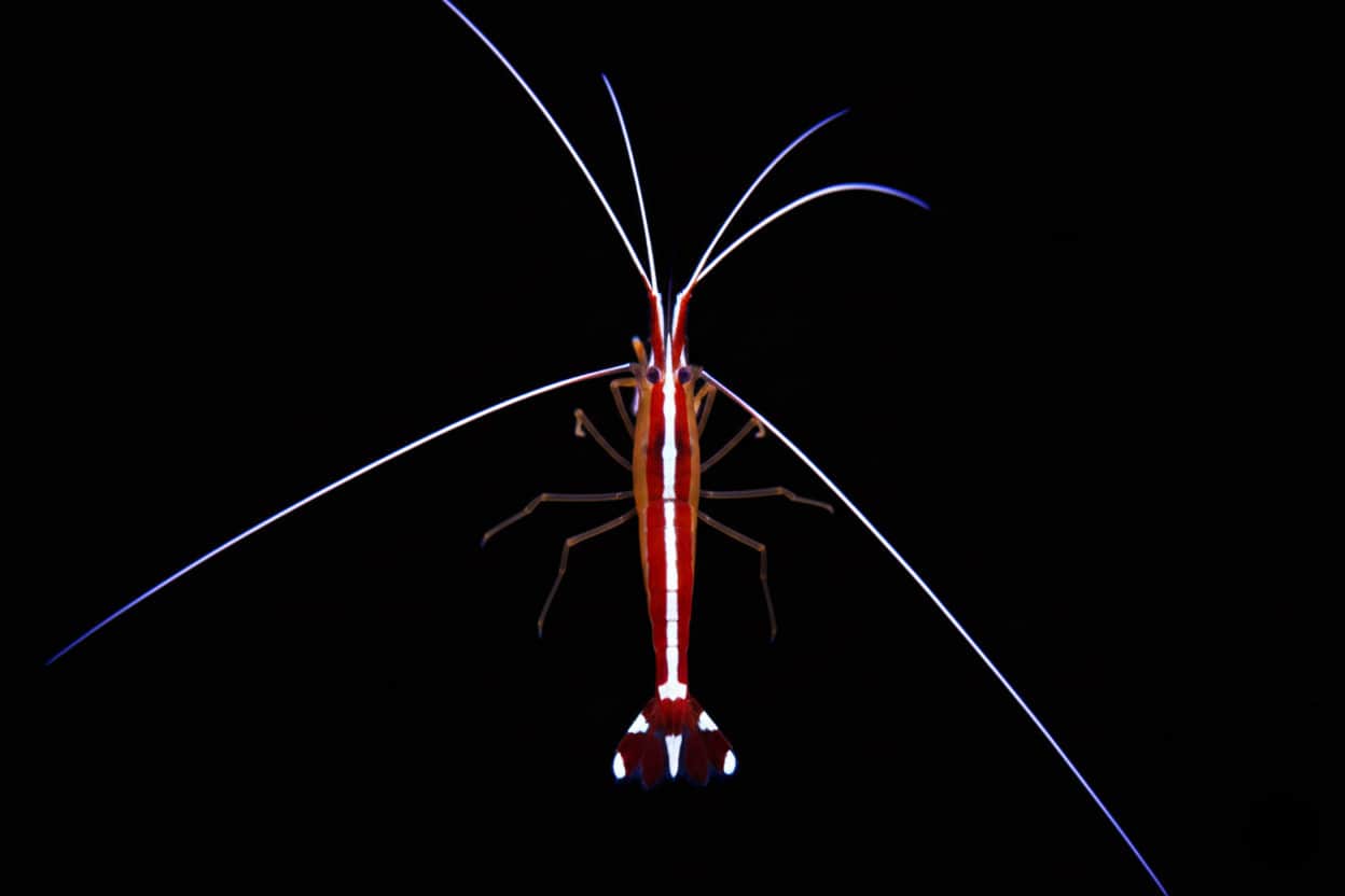 Skunk Cleaner Shrimp