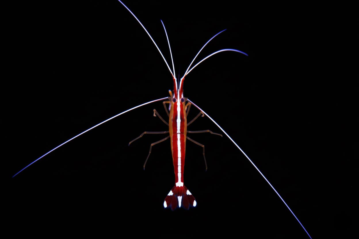 Skunk Cleaner Shrimp