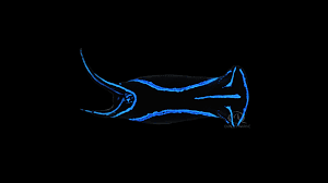 Blue Velvet Nudibranch