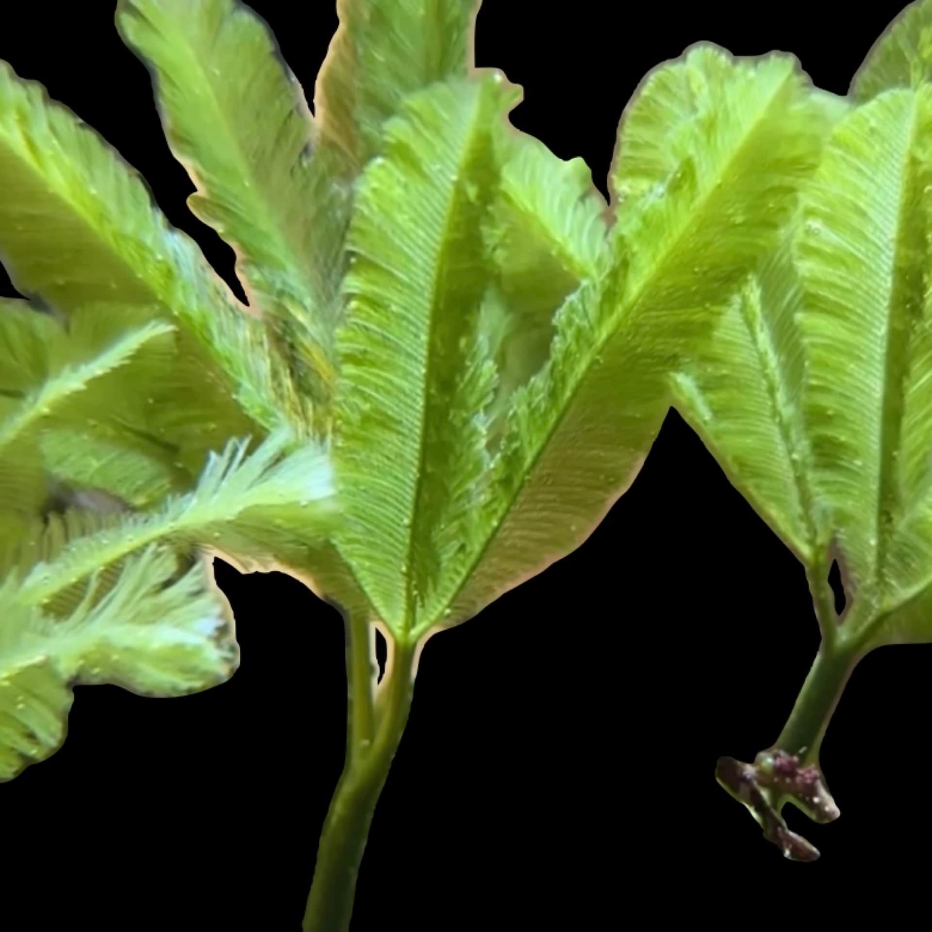 Palm Caulerpa