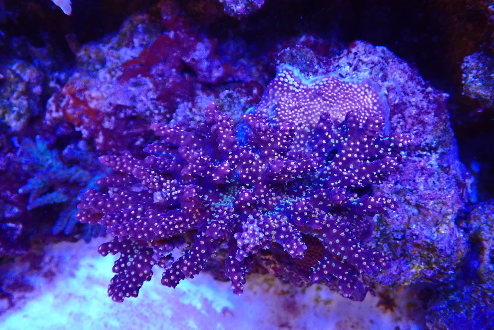 acrofrag29