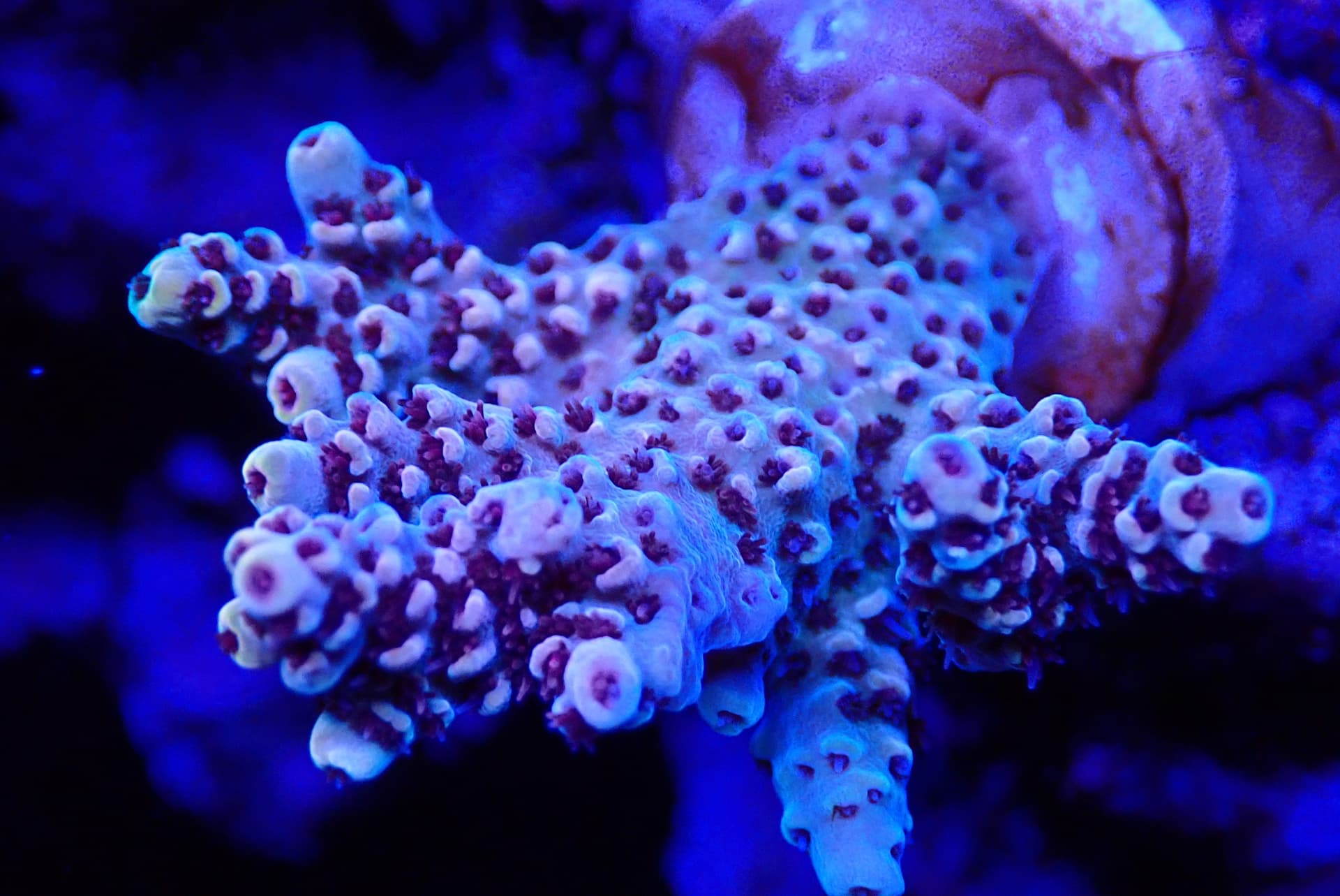 acrofrag43