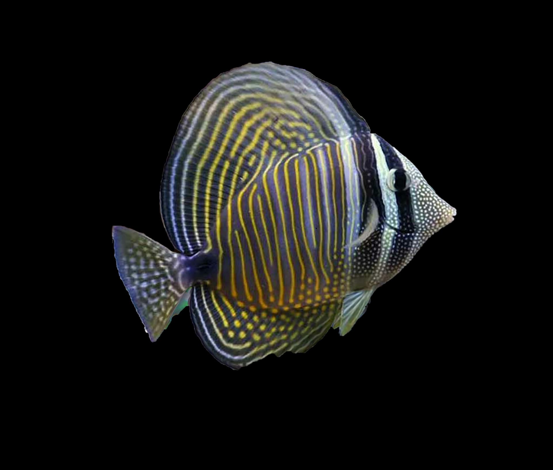 Desjardinii Sailfin Tang
