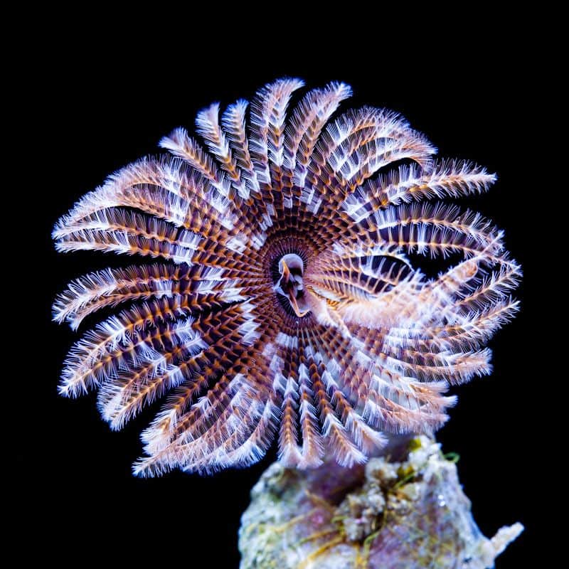 Feather Duster