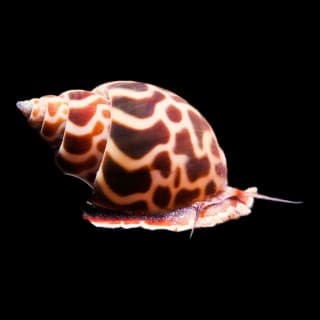 Tiger Nassarius Snail