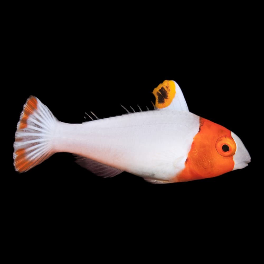 Bi-Color Parrotfish