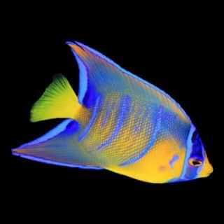 Queen Angelfish