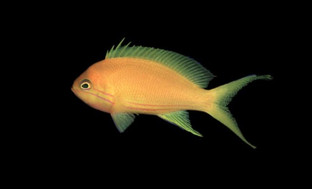 Yellow Anthias
