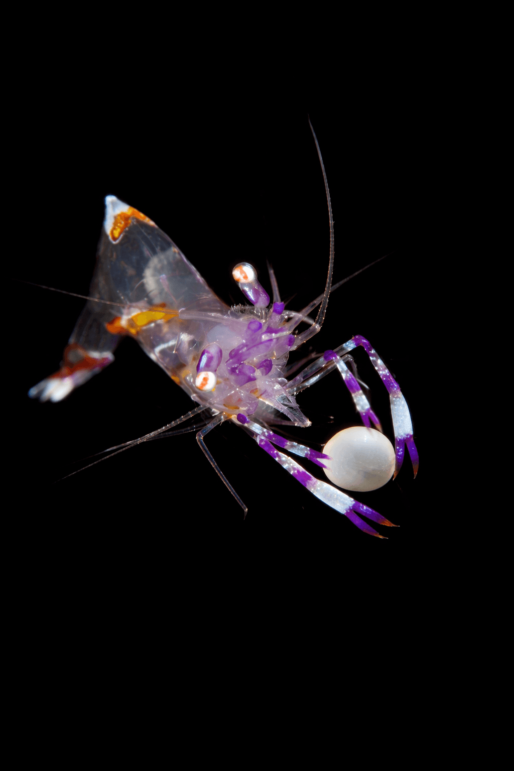 Venus Cleaner Shrimp