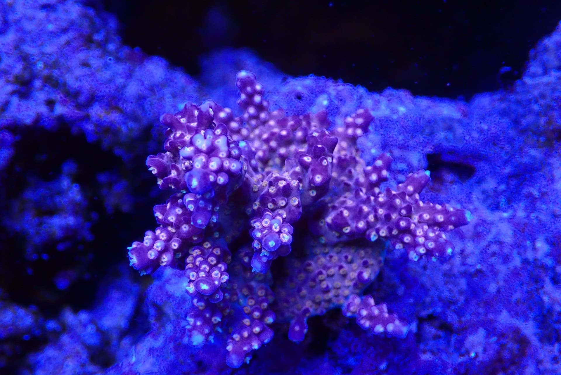 acrofrag24