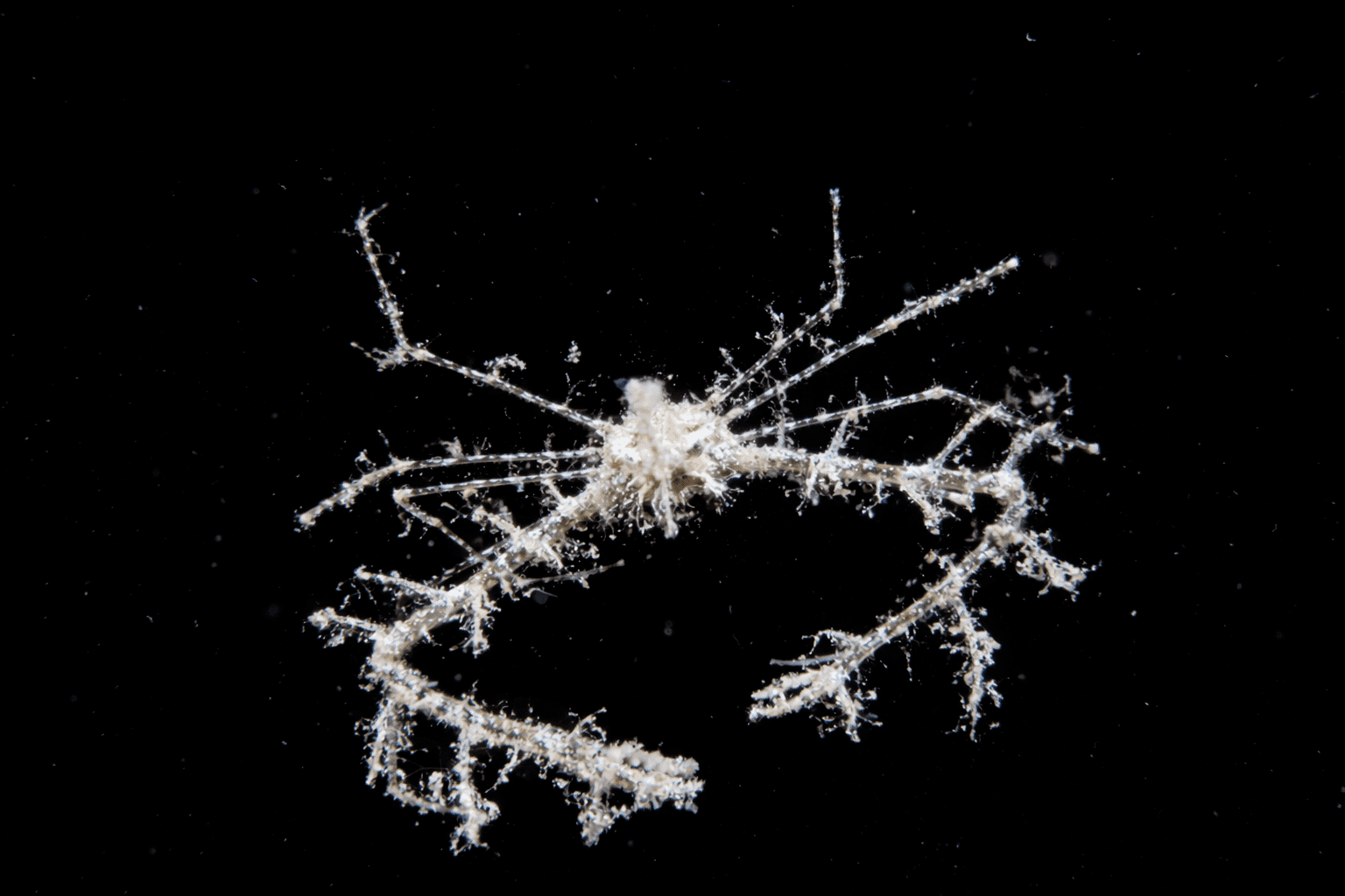Frilly Arrow Crab