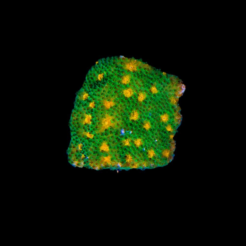 Pumpkin Patch Psammocora Frag