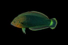 Dusky Wrasse