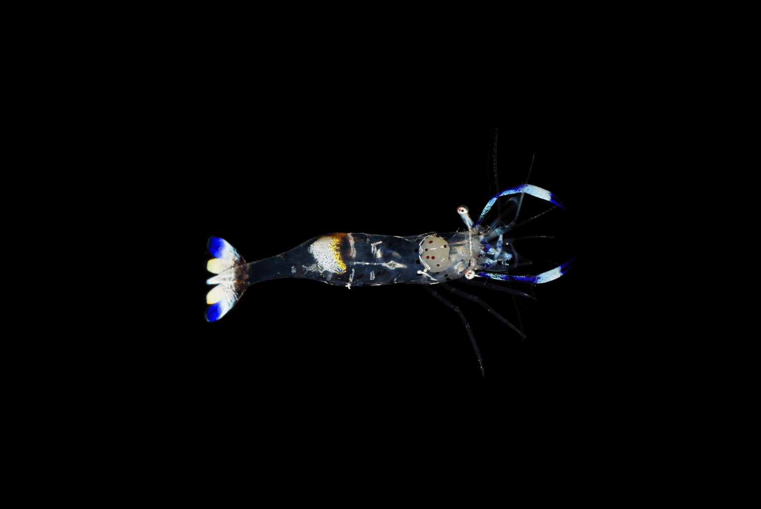 Holthuisi Anemone shrimp